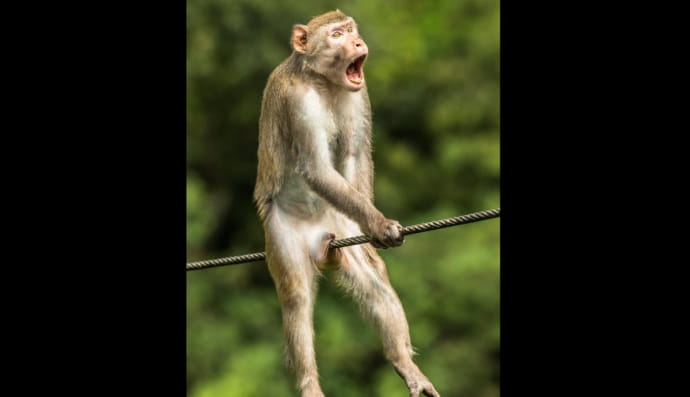 Comedy Wildlife Photo Awards