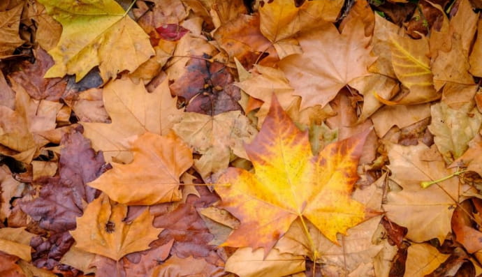 Опале листя