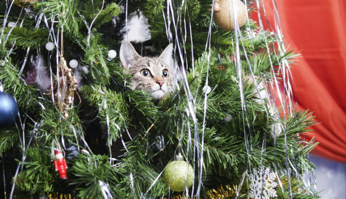 Кіт на новорічній ялинці