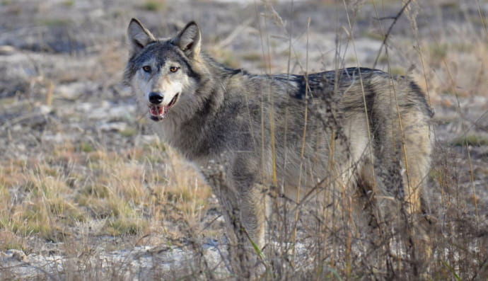 Вовк на березі Прип'яті 