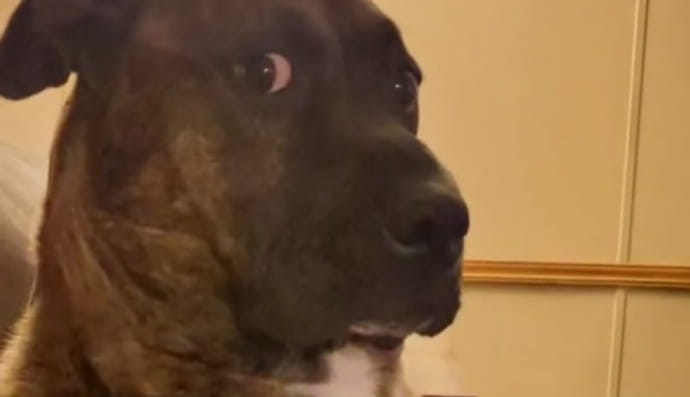 Удивленный песик