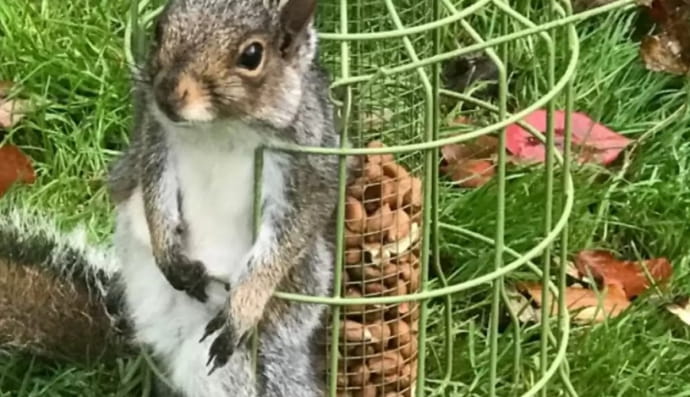 Белка в кормушке