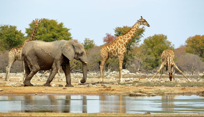 Слон и жирафы