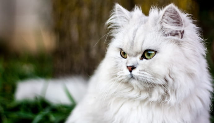 Перська кішка