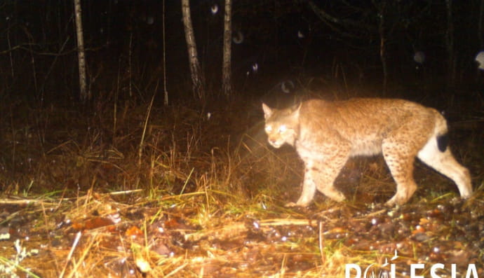 Рись у Чорнобилі