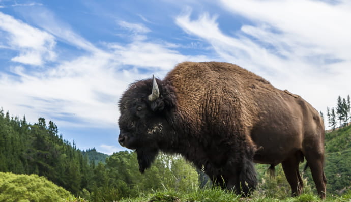 Бизон
