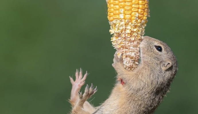 Дивовижні фотографії тварин, що мешають у дикій природі