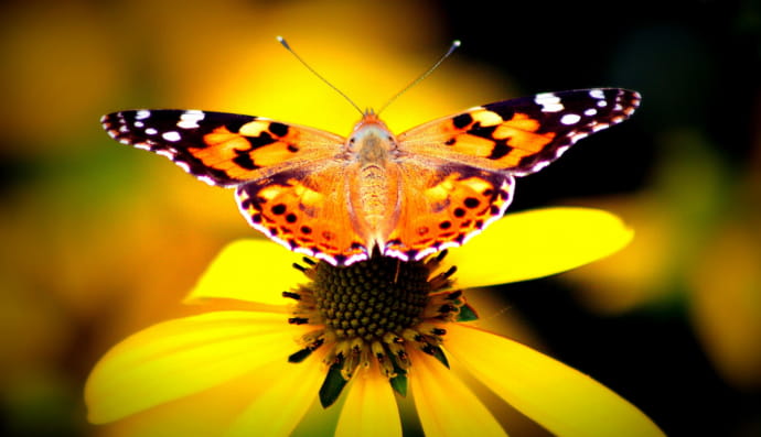 Vanessa cardui або Сонцевик будяковий