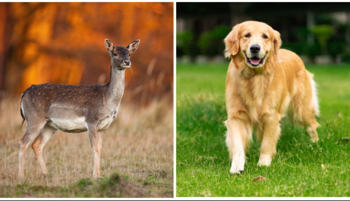Лань і лабрадор