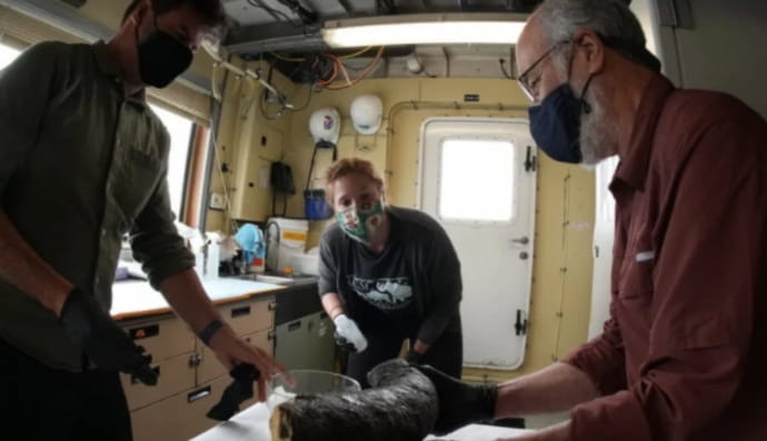 бівень мамонта