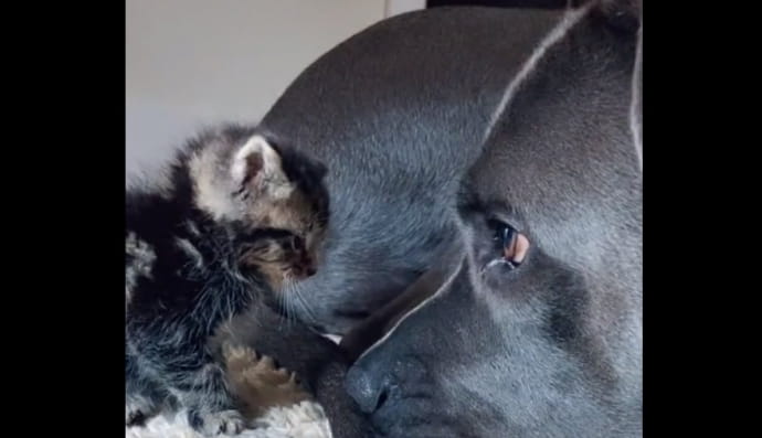 Сонік і Норм