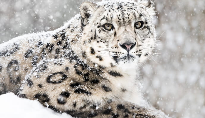 Снежный барс