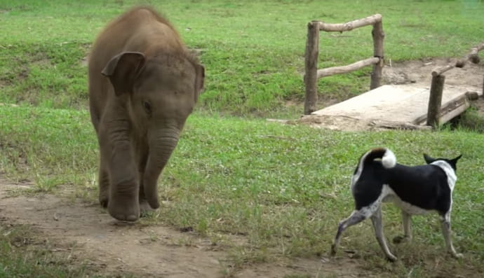 П'ї Май і песик