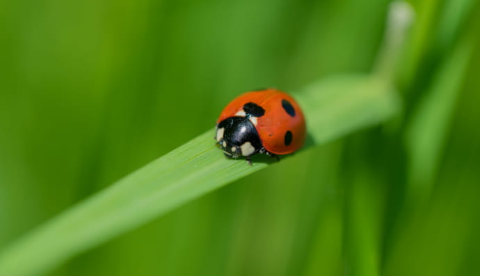 Божья коровка