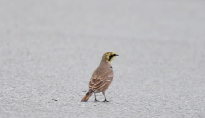 Рогатый жаворонок