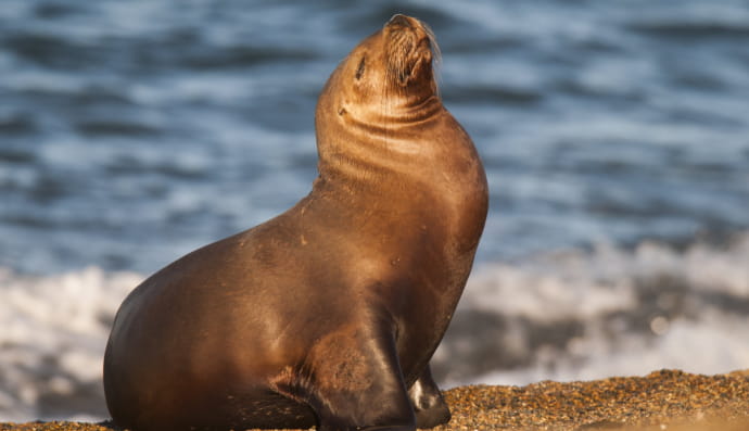 Морський лев