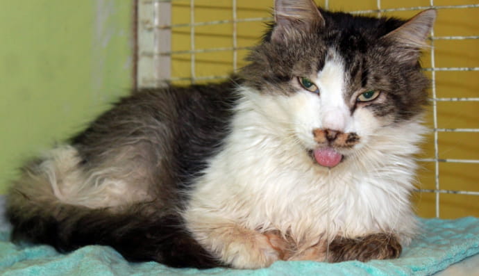 Котики-пенсіонери