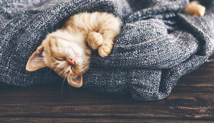 Спляче кошеня