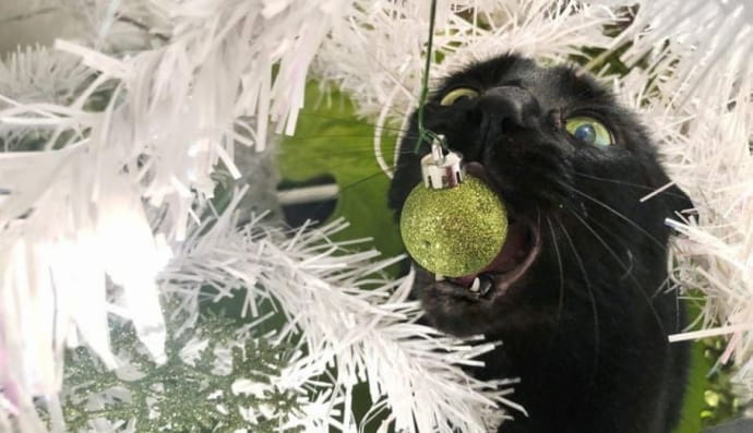 Ялинка та котик