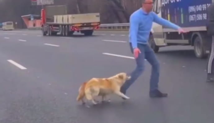 Чоловік і собаки під Києвом 