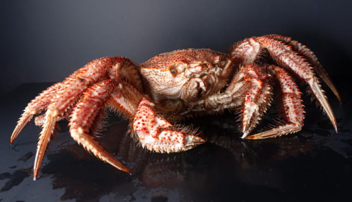 Волохатий краб