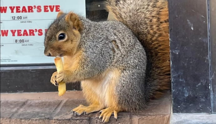 Білка у Burger King