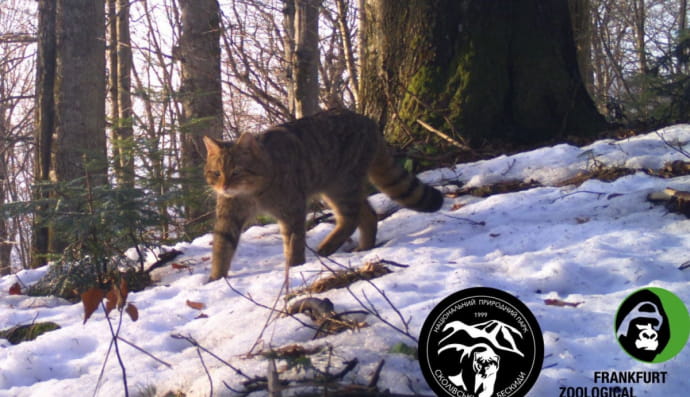 Лісовий кіт у Карпатах