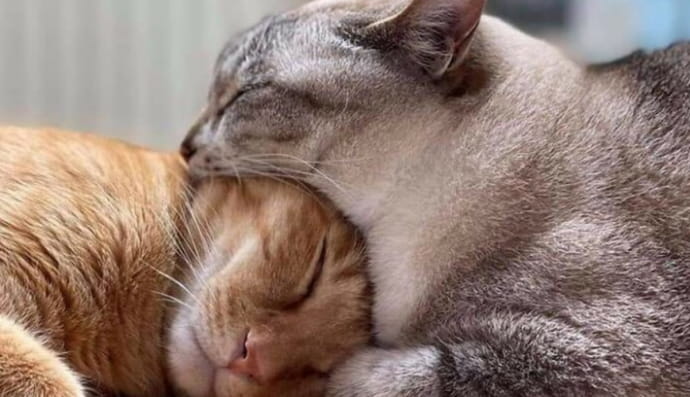 фотографії, які неможливо зрозуміти з першого разу