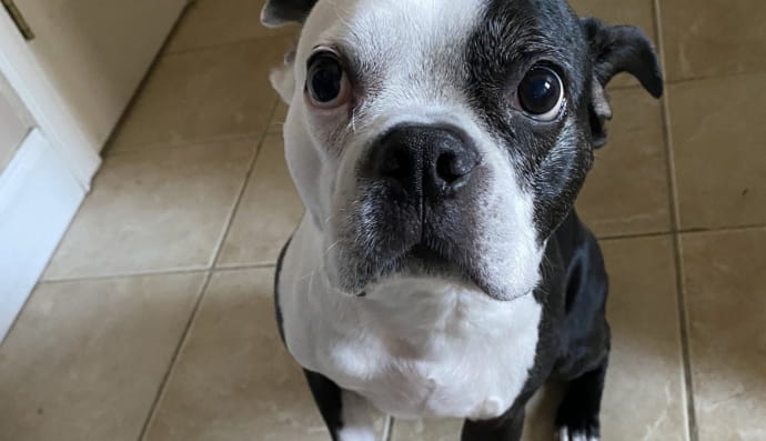 История спасения ребенок песиком по кличке Генри