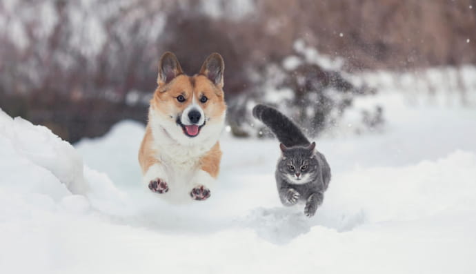 пес і кіт
