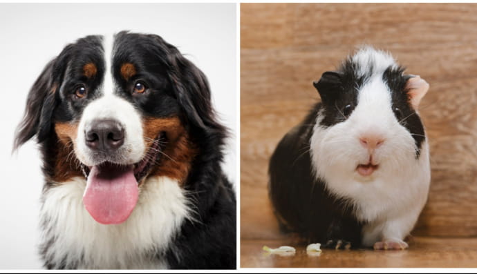 Бернский зенненхунд и морская свинка