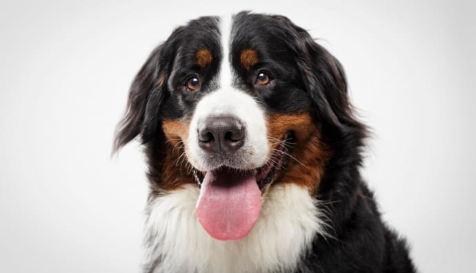 Бернський зенненхунд