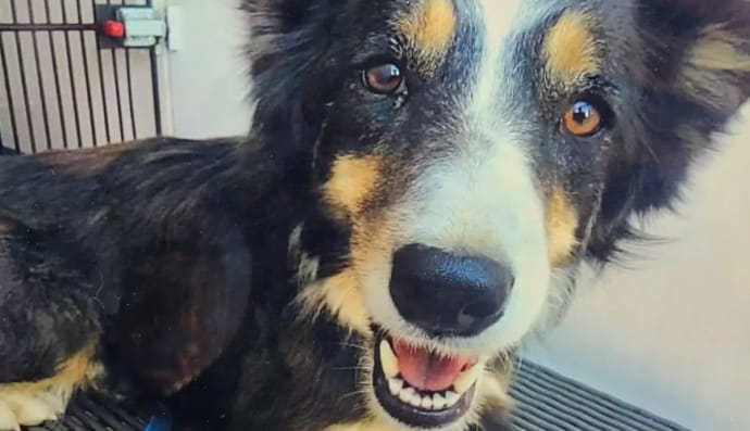 Порятунок песика на прізвисько Джессі Лі 