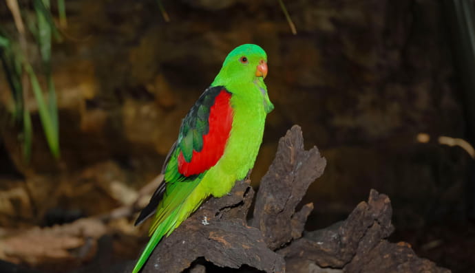 Папуга-червонокрил австралійський