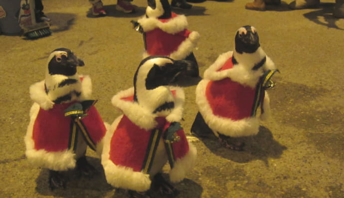 Пінгвіни в японському зоопарку Мацуе Фогель 