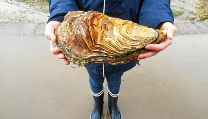 Гигантская устрица