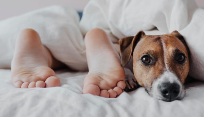 Собака в постели