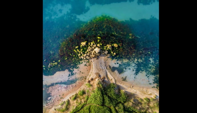 Абсолютний переможець "Дерево життя" (Хохоля Олександр)