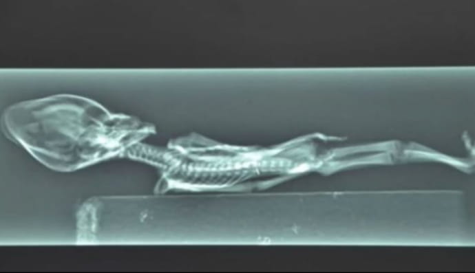 15-сантиметровий муміфікований скелет