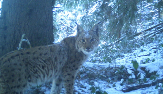 Снимки фотоловушек