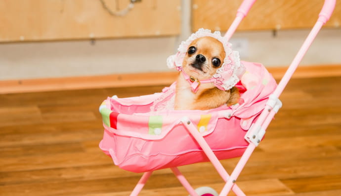 Собака в детской коляске