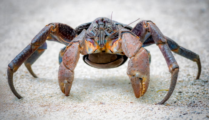 Кокосовий краб або пальмовий крадій