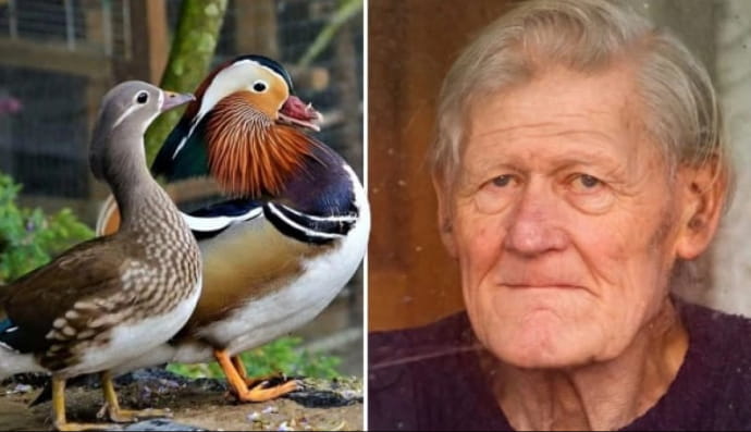 Алан Гослинг и его утки