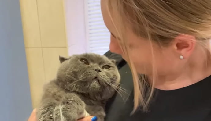 Котик Броша 