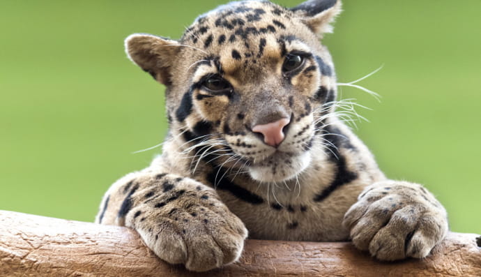 Дымчатая пантера