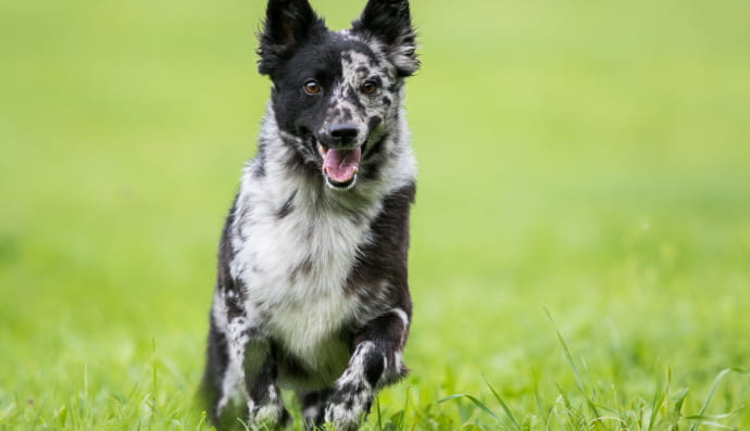 Муді або угорський пастуший собака