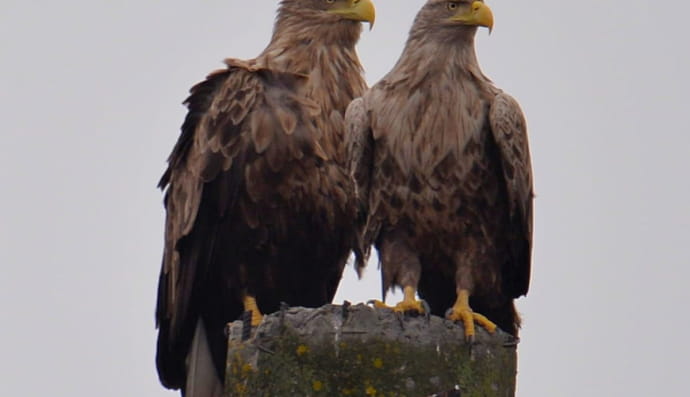 Пара орланов-белохвостов