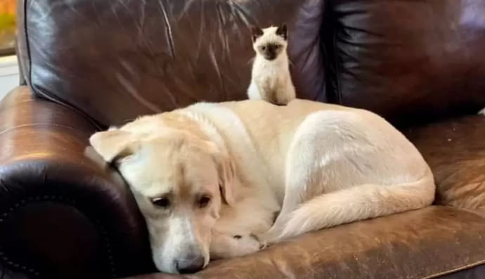 История котенка Бетти