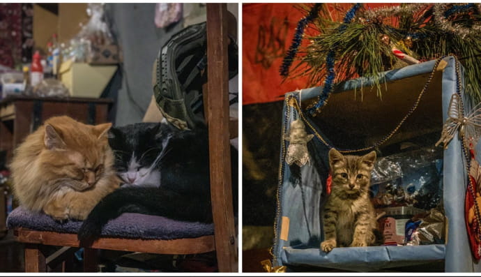 Котики из зоны АТО