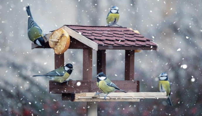 Годівничка для пташок